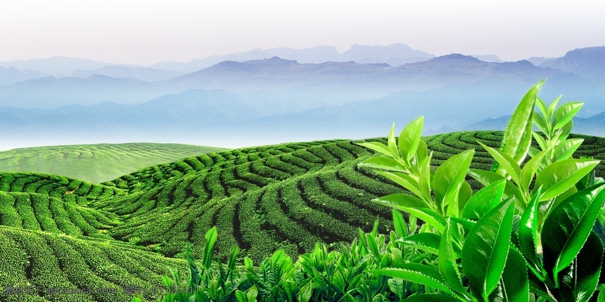 茶山 美丽 自然 风光 展画 自然景观 自然风光