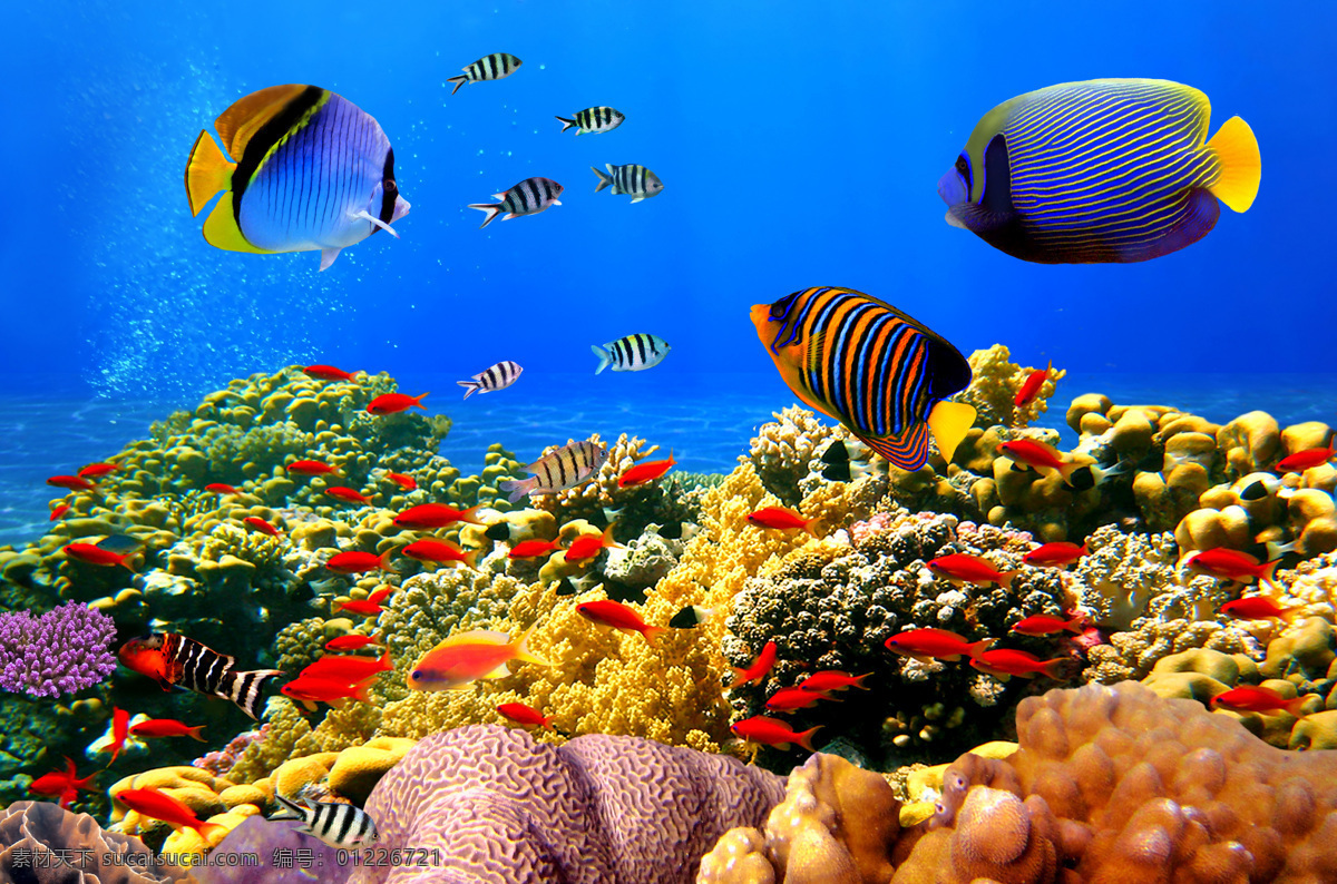 海底 生物群 海底世界 海洋馆 海鱼 海水 深海 水族 鱼类 鱼群 海洋生物 生物世界 珊瑚 梦幻 美景 摄影图 高清图片 大海图片 风景图片