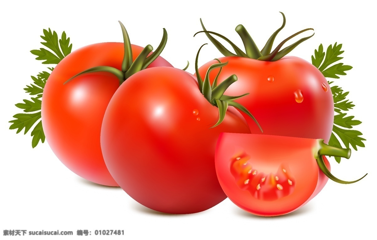矢量番茄 矢量蔬菜 新鲜蔬菜 番茄 西红柿 蔬菜水果 生物世界 矢量素材 白色