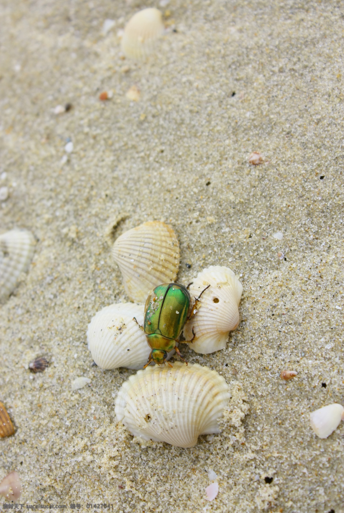小 昆虫 贝壳 沙滩 生物世界 小昆虫