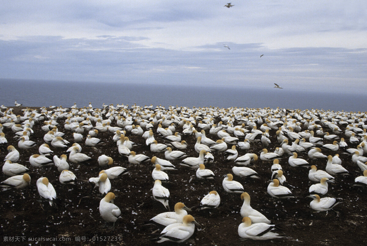海滩上的鸟群 鸟群 飞禽 鸟类 小鸟 野生动物 动物世界 摄影图 陆地动物 生物世界 黑色