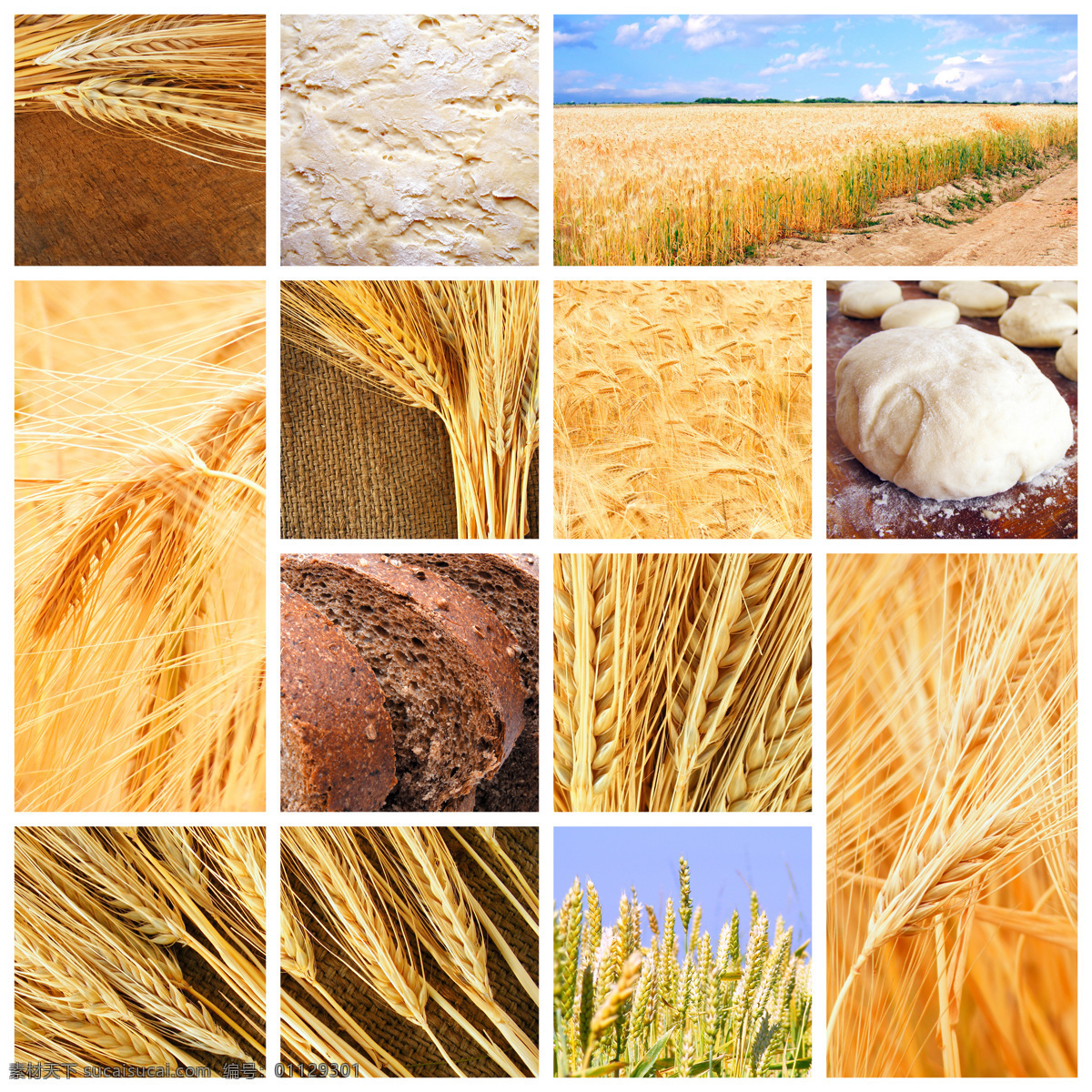 麦子 丰收 图片集 自然风景 麦田 麦穗 全麦面包 丰收景象 秋景 秋意 自然景观 白色