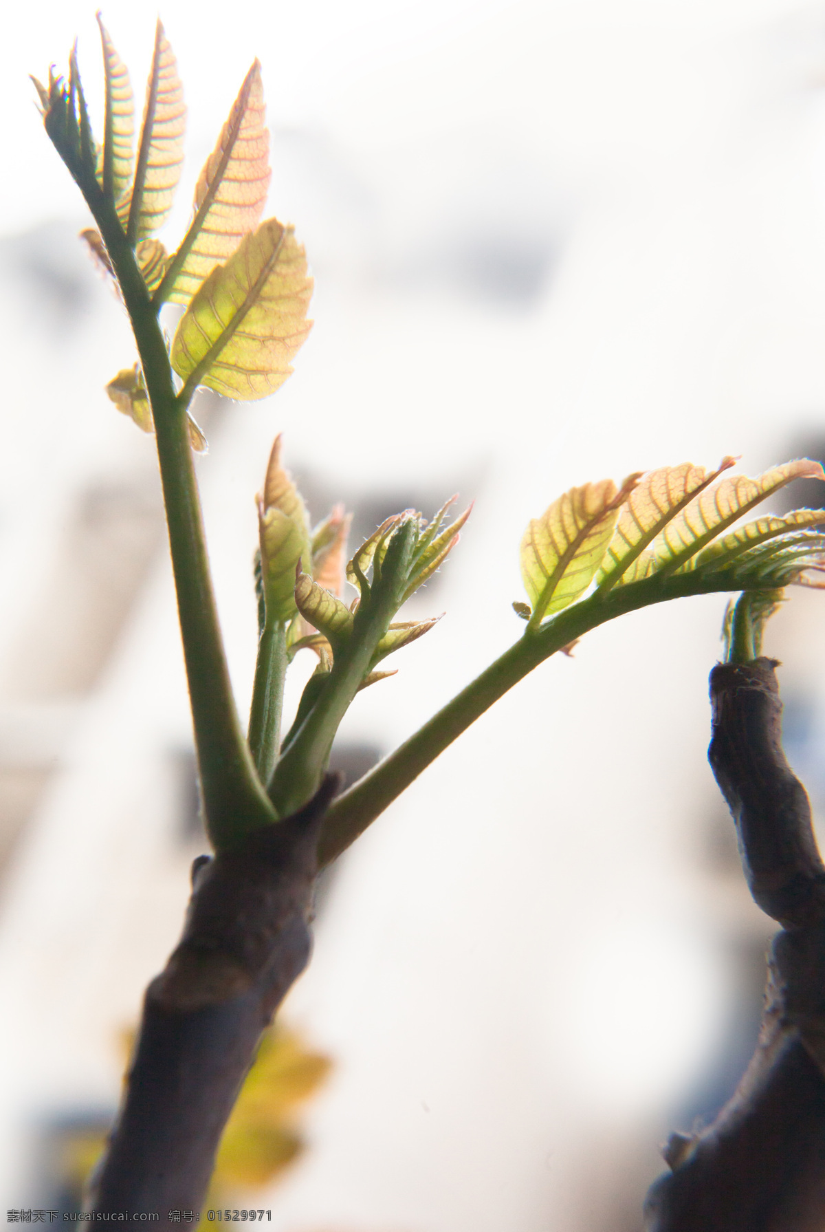 绿香椿 椿芽 嫩芽 发芽 嫩叶 香椿树 植物 生物世界 树木树叶
