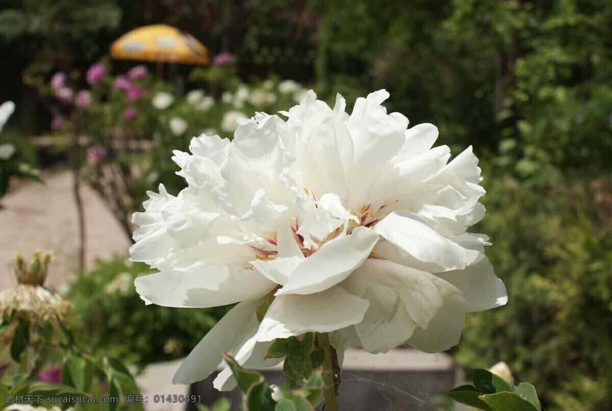 河州牡丹 纯白色牡丹 白牡丹 洁白的牡丹 牡丹王 花朵 花卉 花蕊 花儿 绿叶 花草 生物世界