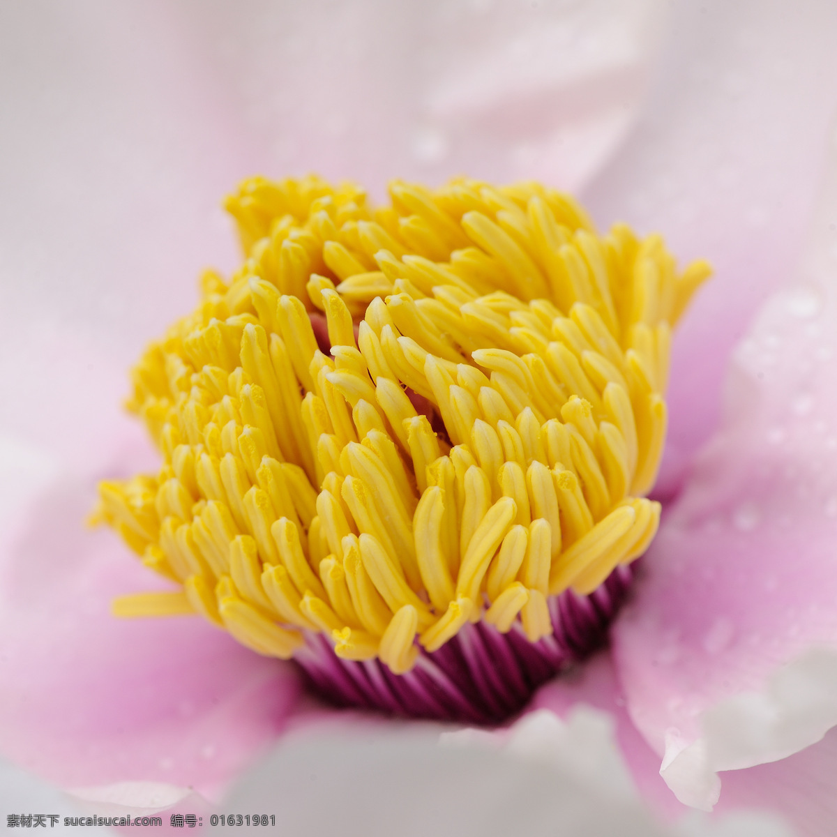 牡丹花蕊 牡丹 花朵 花卉 花蕊 特写 生物世界 花草