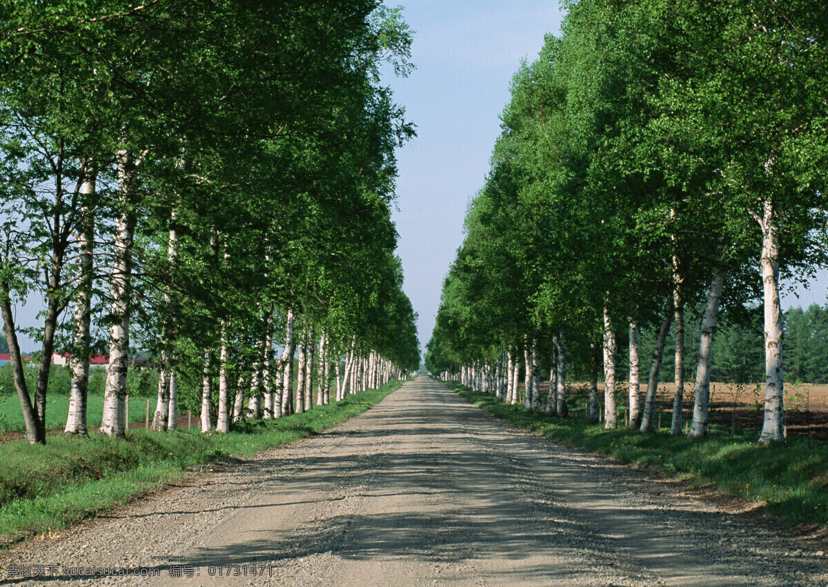 树木 道路 风景 公路风景 马路风景 道路风景 美丽风景 风景摄影 公路图片 环境家居