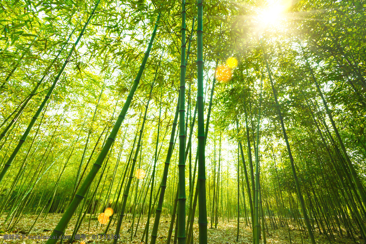 竹林 风景摄影 竹林风景 绿竹背景 竹子背景 竹子摄影 花草树木 生物世界