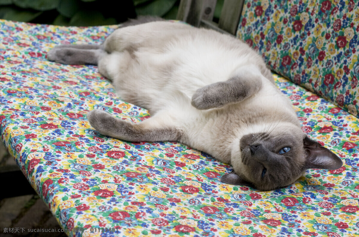 可爱 小猫 可爱小猫图片 小猫图片 猫咪 猫 cats 小猫图片大全 小动物 宠物 猫摄影图片 生物世界 高清图片 猫咪图片