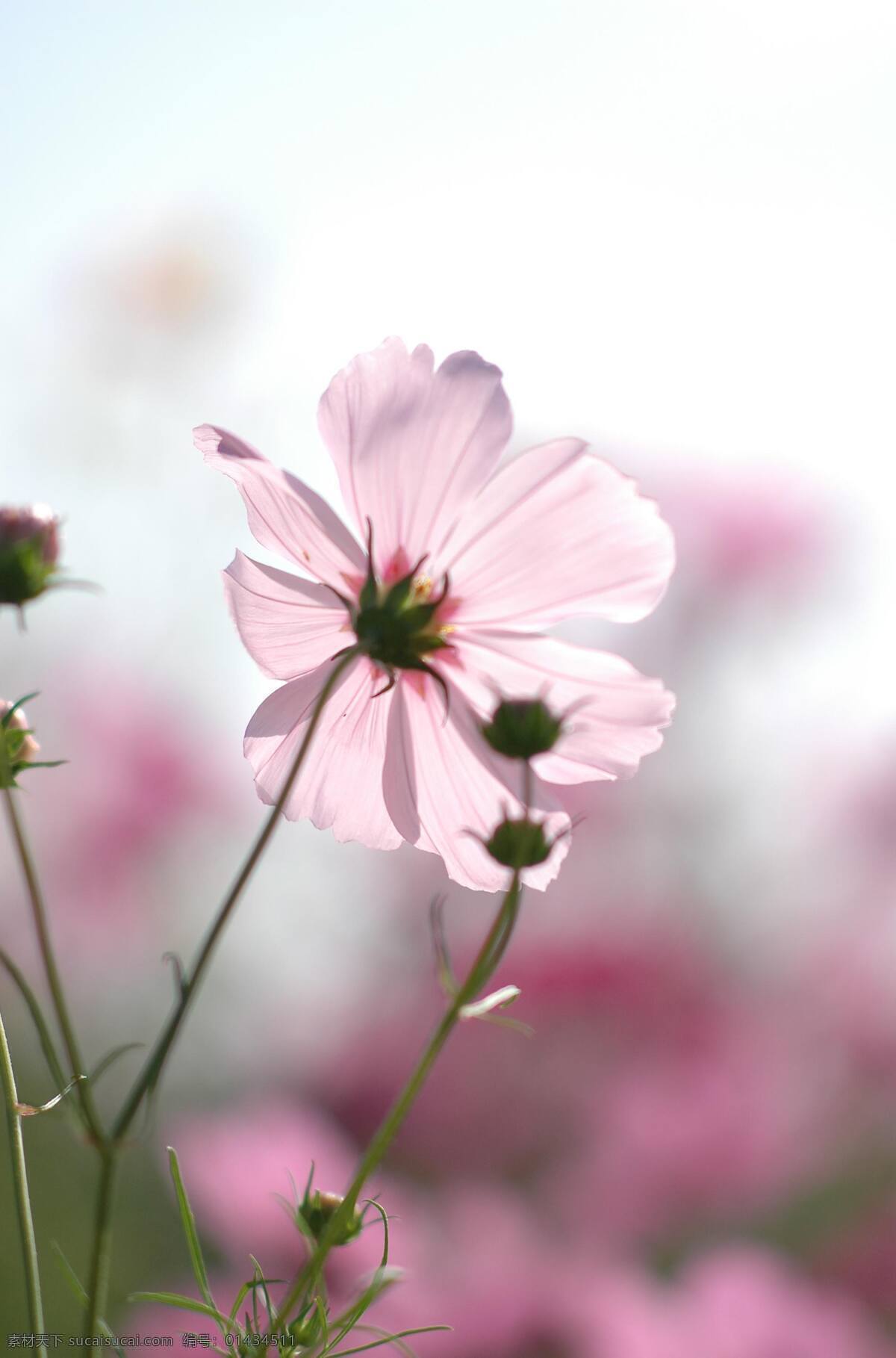 粉色花朵 花 植物 户外 特写 粉色 自然 风景 生物世界 花草 花特写 摄影图库