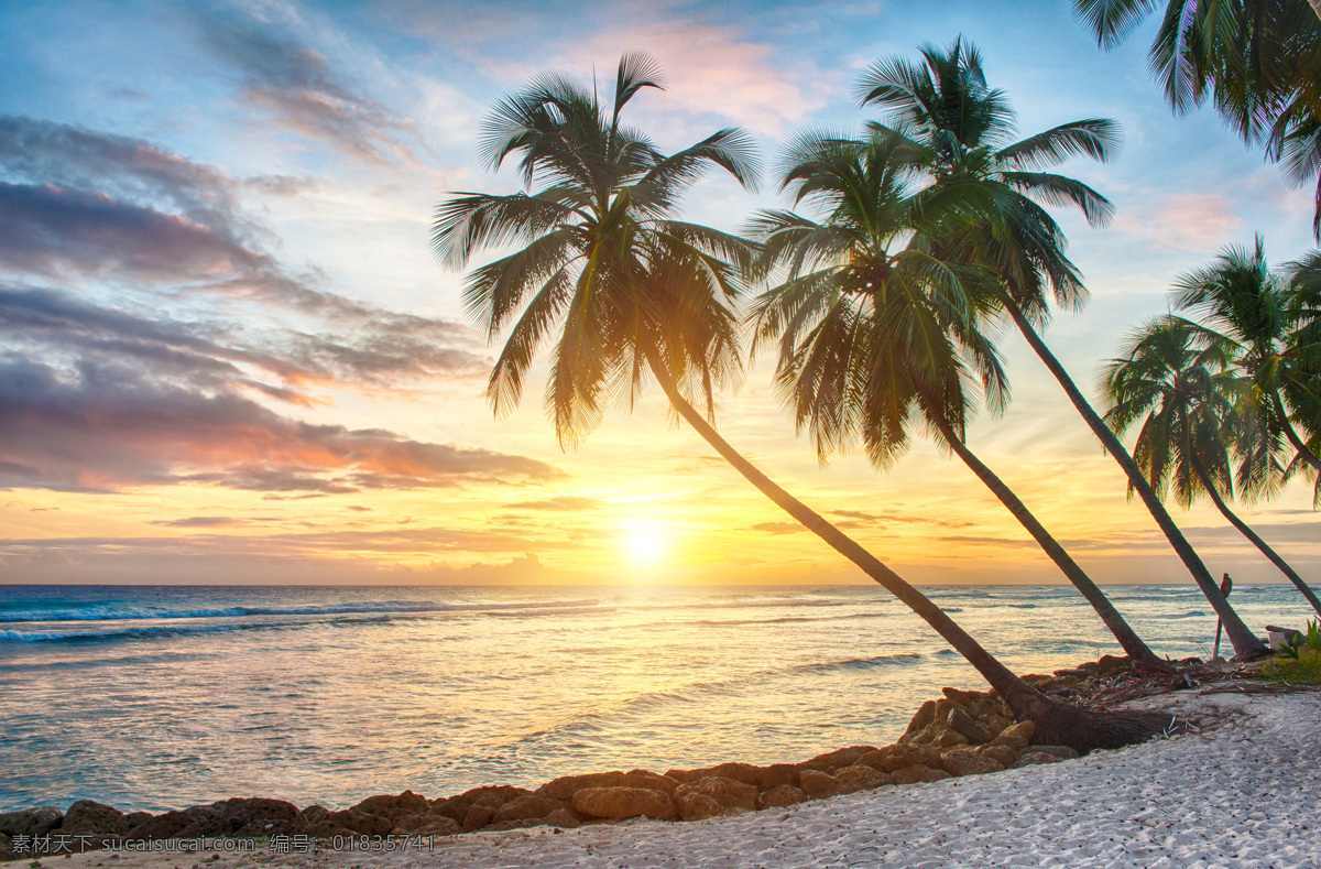 唯美 海边日出 海上日出 椰子树 树木 沙滩