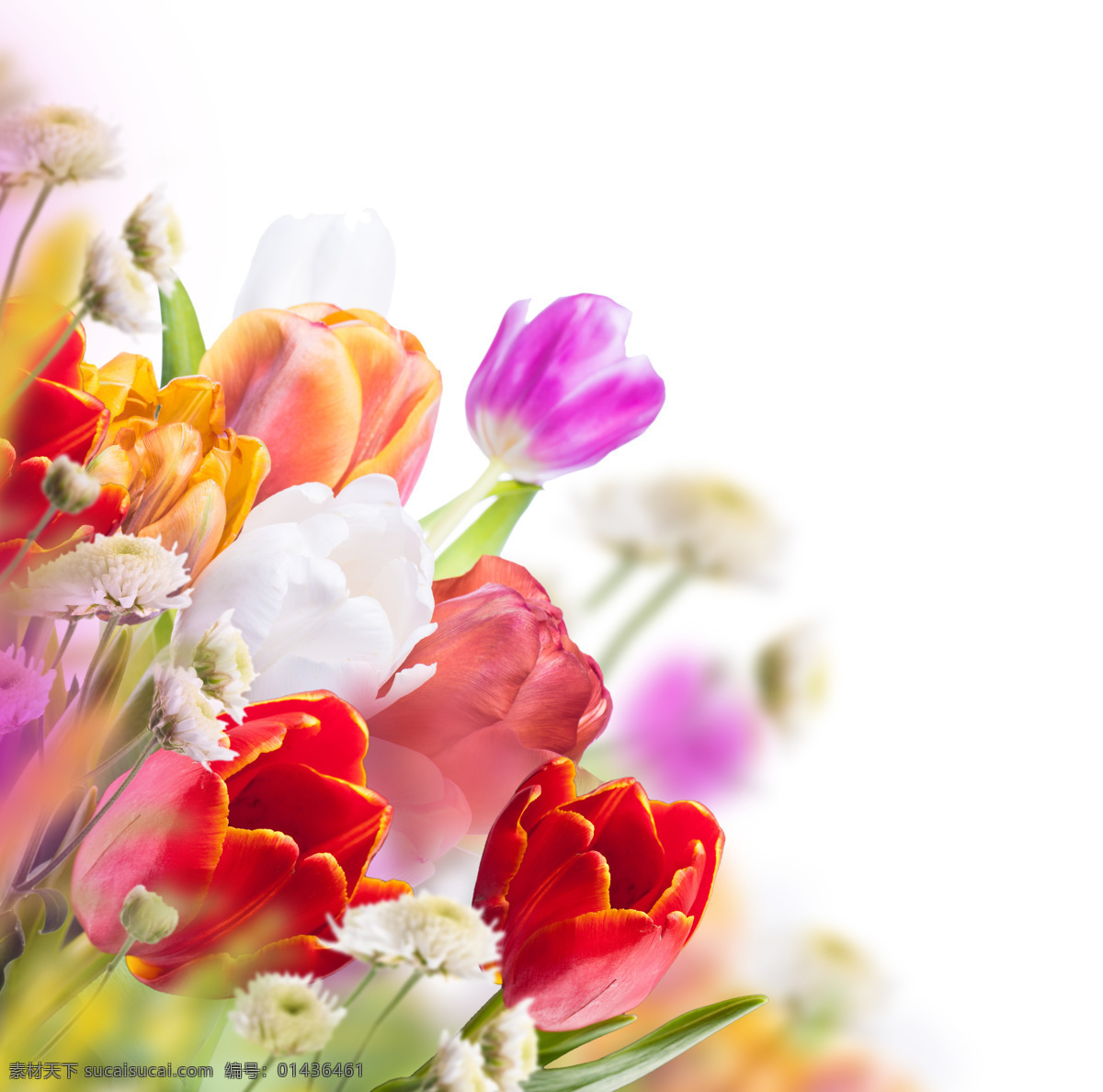 彩色郁金香 鲜艳花朵 缤纷花朵 郁金香 彩色花朵 花卉 花朵