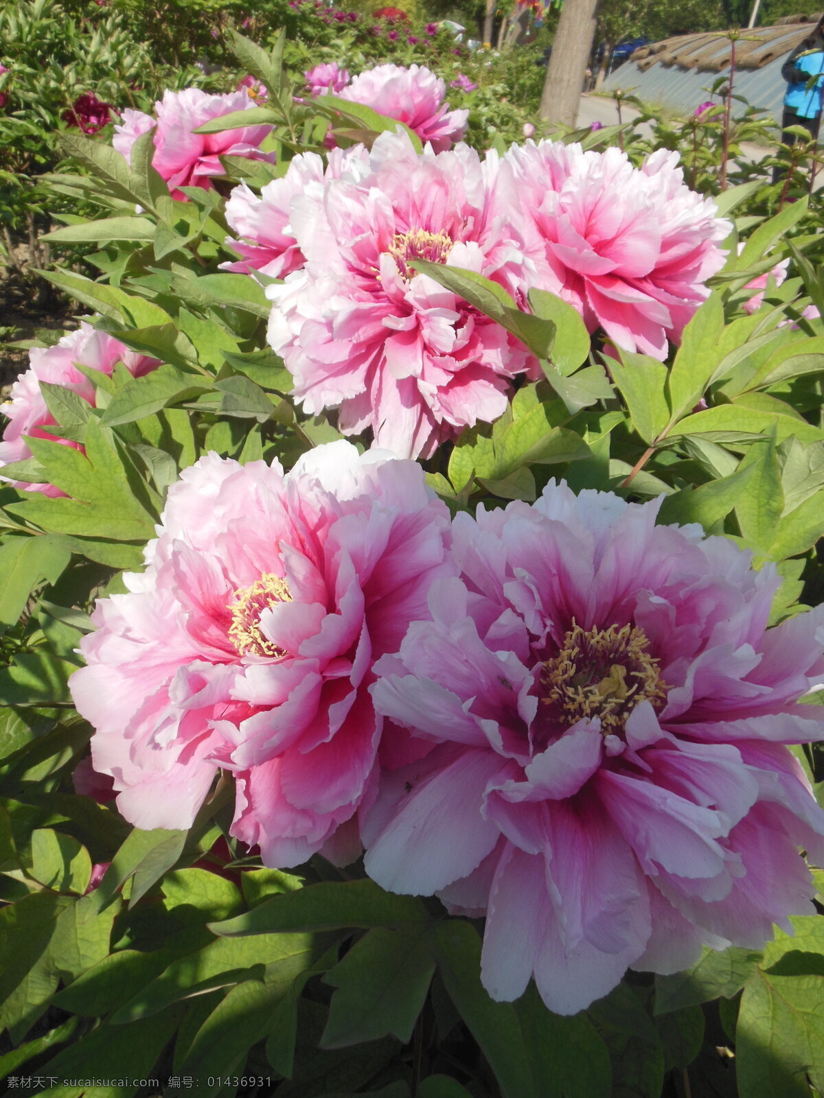 牡丹花 牡丹 大花 粉色花 花朵 花蕊 叶子 牡丹园 春天 生物世界 一组牡丹花 花草