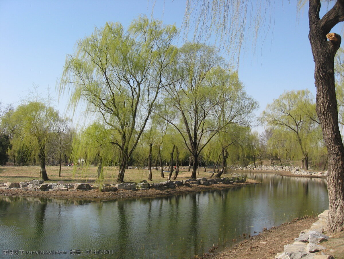 圆明园 春色 柳岸 柳树 柳岸倒影 花草 生物世界