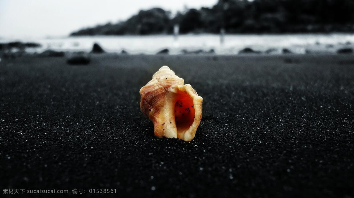 软体动物 贝壳类 贝类 扇贝 海螺 螺旋 文蛤 外壳 海贝壳 寄居蟹 海鲜 生蚝 海边 沙滩 海浪 生物世界 其他生物