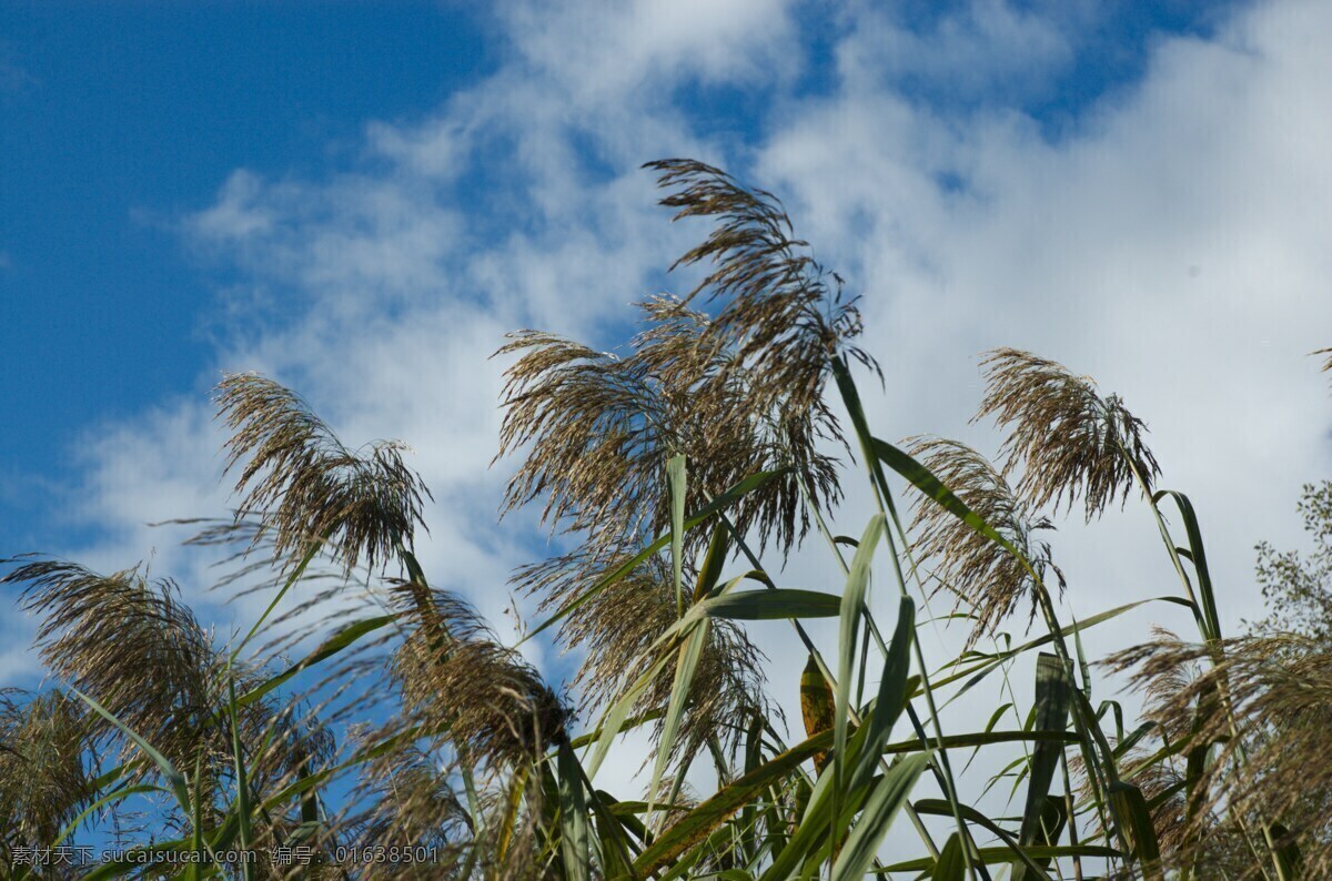 芦苇荡 芦苇 花草 水生植物 生物世界