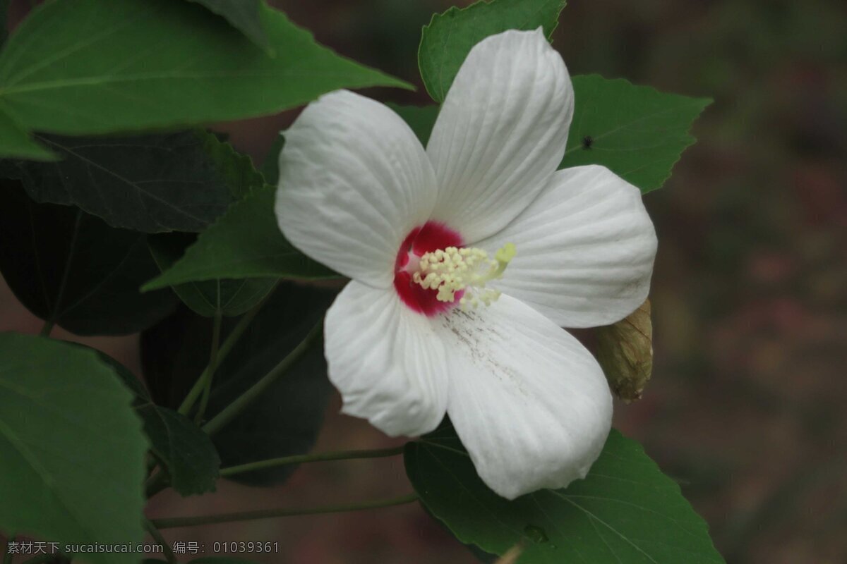 白色 秋 葵花 高清 花卉 花束 花朵 花