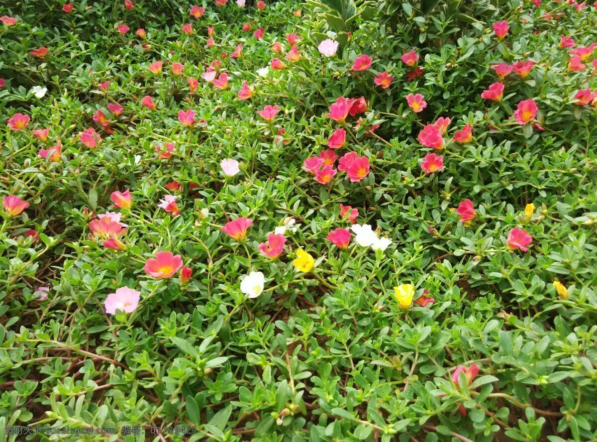 花坛 中 粉白 黄 红色 小 花丛 朵朵小花 清晨 乡间 院墙角 菜园 美丽的 多彩 牵牛花 桃花 小小 太阳花 向日葵 薰衣草 小花 满天星 不知名 叫不出名字 树 高大的 自然 清新 大气 田间 田野 绿草 丛中 花朵 白色 紫色 黄色 粉色 色彩缤纷 生物世界 花草