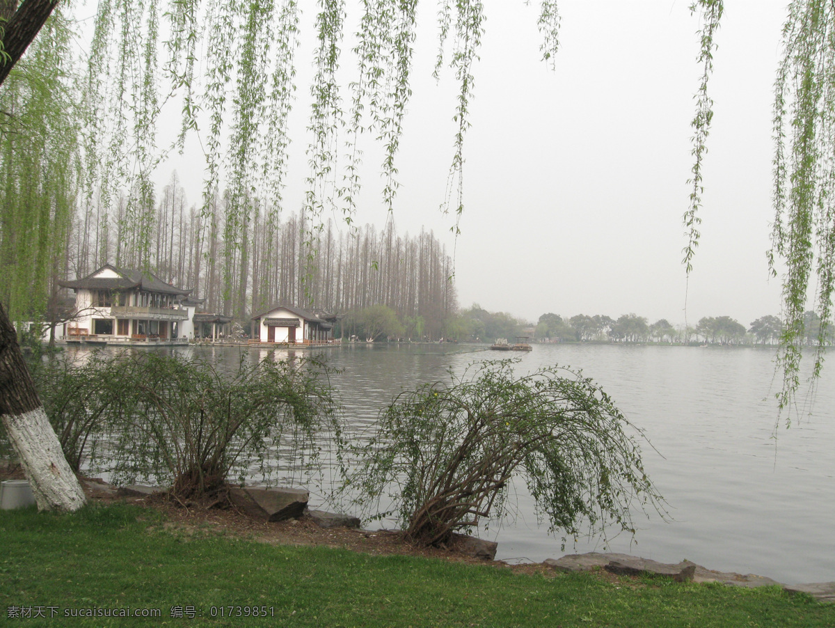 西湖 风光 杭州 柳树 柳枝 绿色植物 树 杨柳 西湖风光 杭州西湖 风景 图