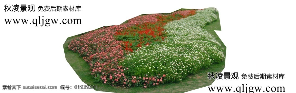 园林植物草坪 植物素材 园林素材 白色