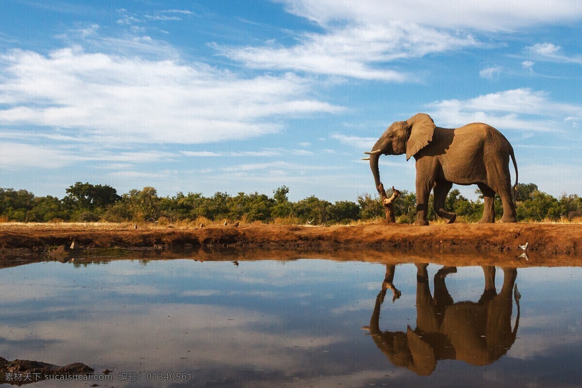 大象图片 大象 小象 象群 夕阳 漫步 迁徙 野外 嬉戏 跋涉 动物 生物世界 野生动物