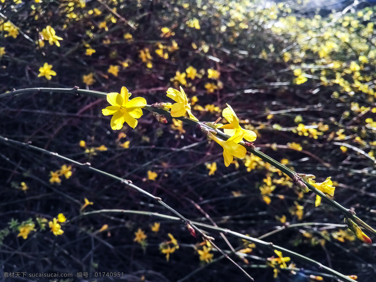 迎春花 花开 春天 春分 黄色小花 自然风景 花 植物 花卉 图片背景 自然景观