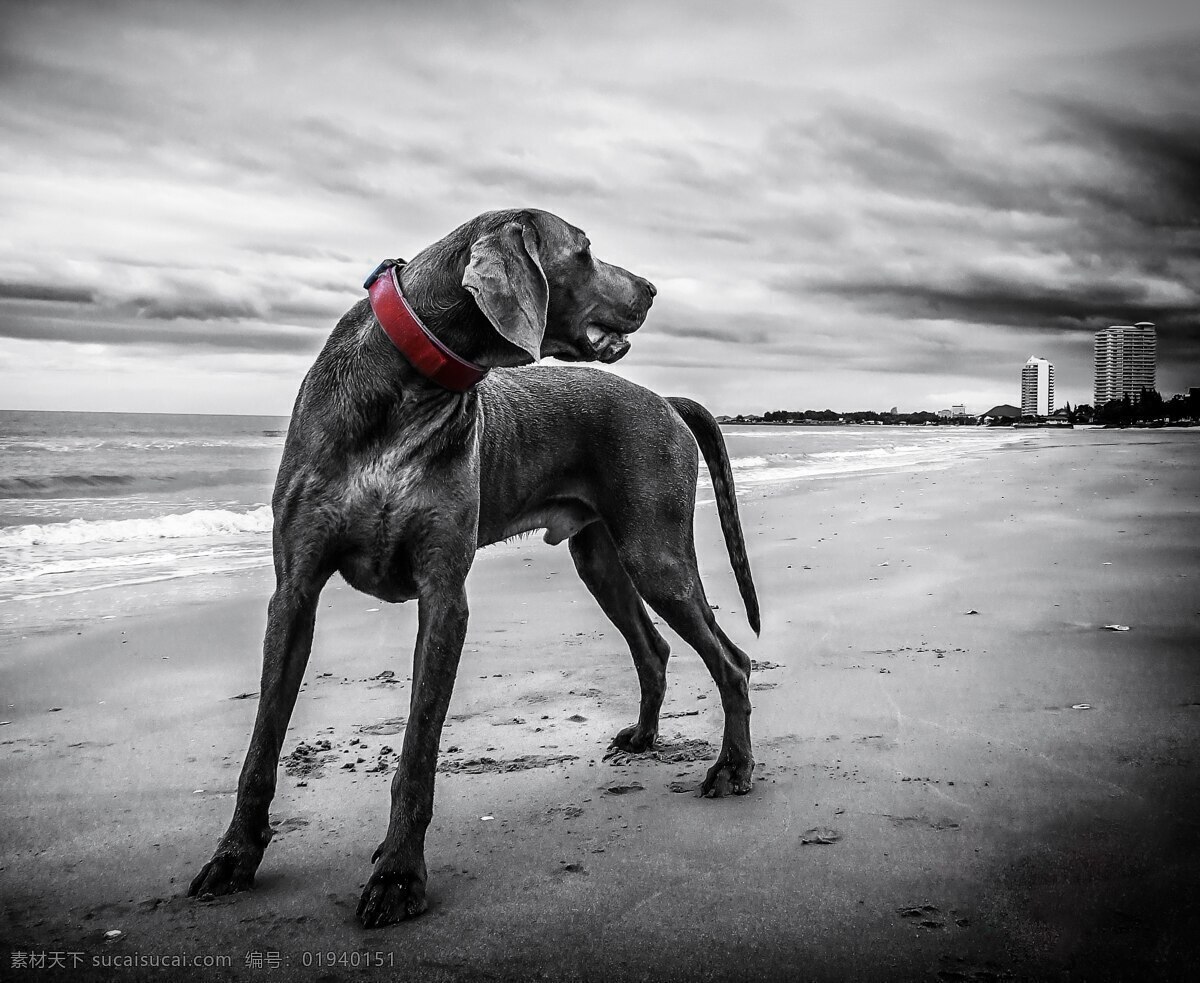 海滩狗 犬 海滩 泰国 狗