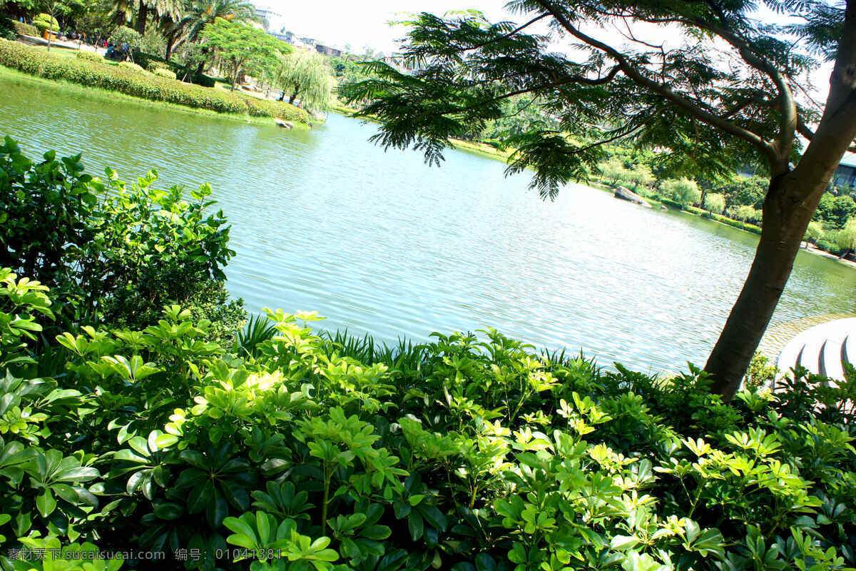 厦门大学 芙蓉 湖 厦大 厦门 芙蓉湖 高校美景 园林建筑 建筑园林 黑色