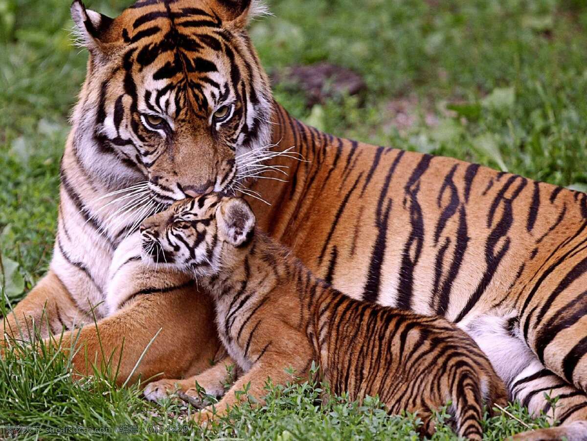 野生老虎 老虎 濒危动物 保护动物 野生动物 猫科动物 动物世界