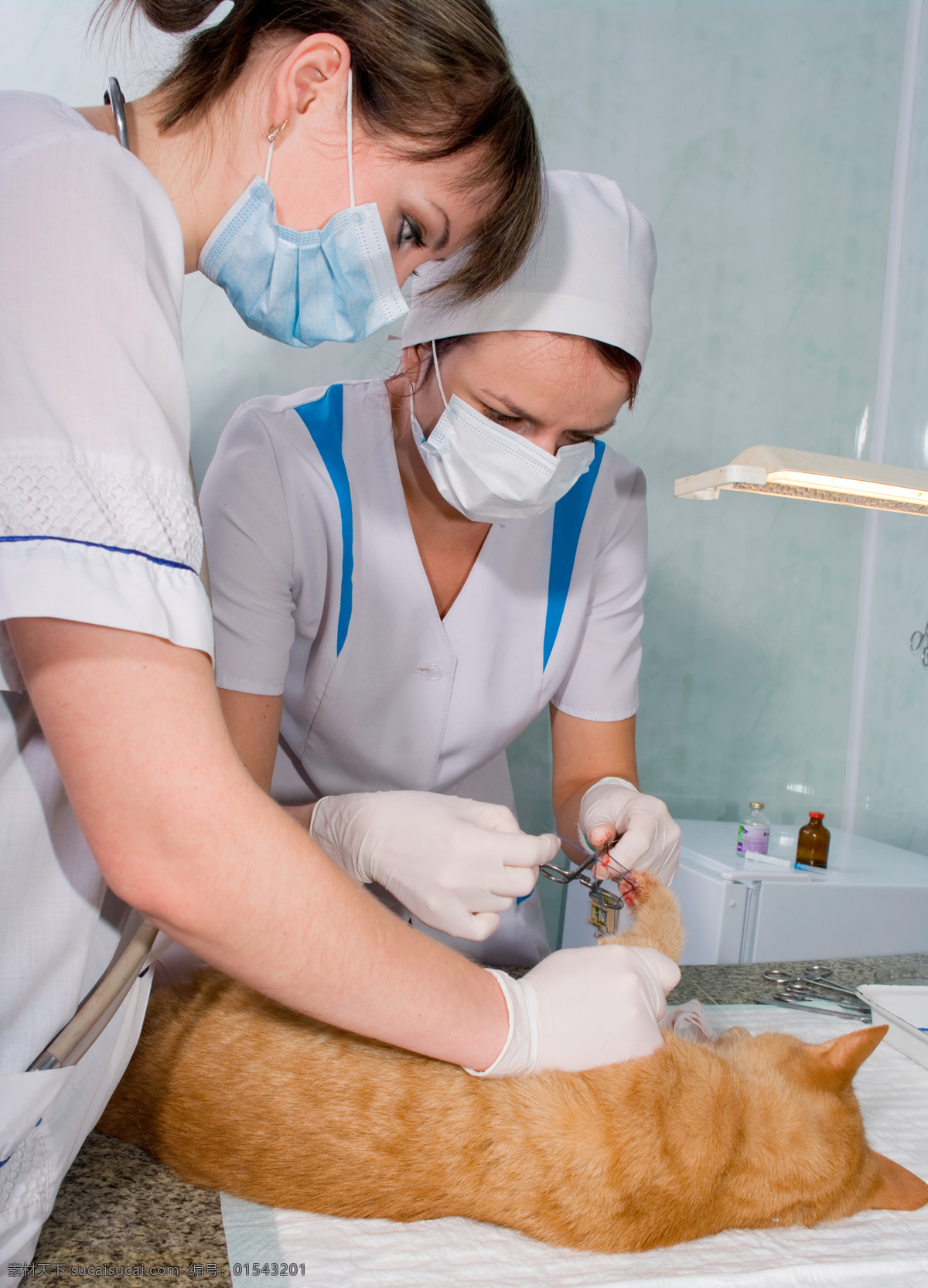 猫咪 做 手术 医生 小猫 宠物医生 做手术 兽医 职业人物 动物医生 商务人士 人物图片
