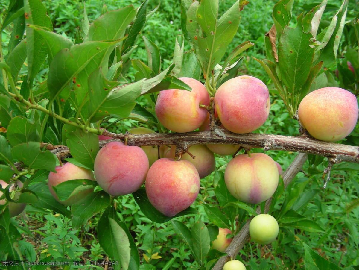 李子 龙园桃李 树上的李子 水果 生物世界