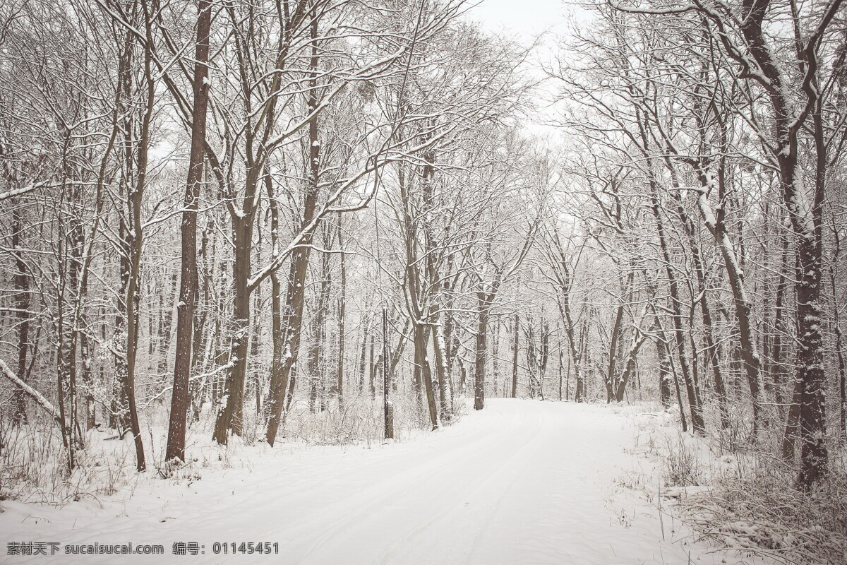 唯美 冬季 树林 风景 高清 冬天 冬天雪地 树木 林木