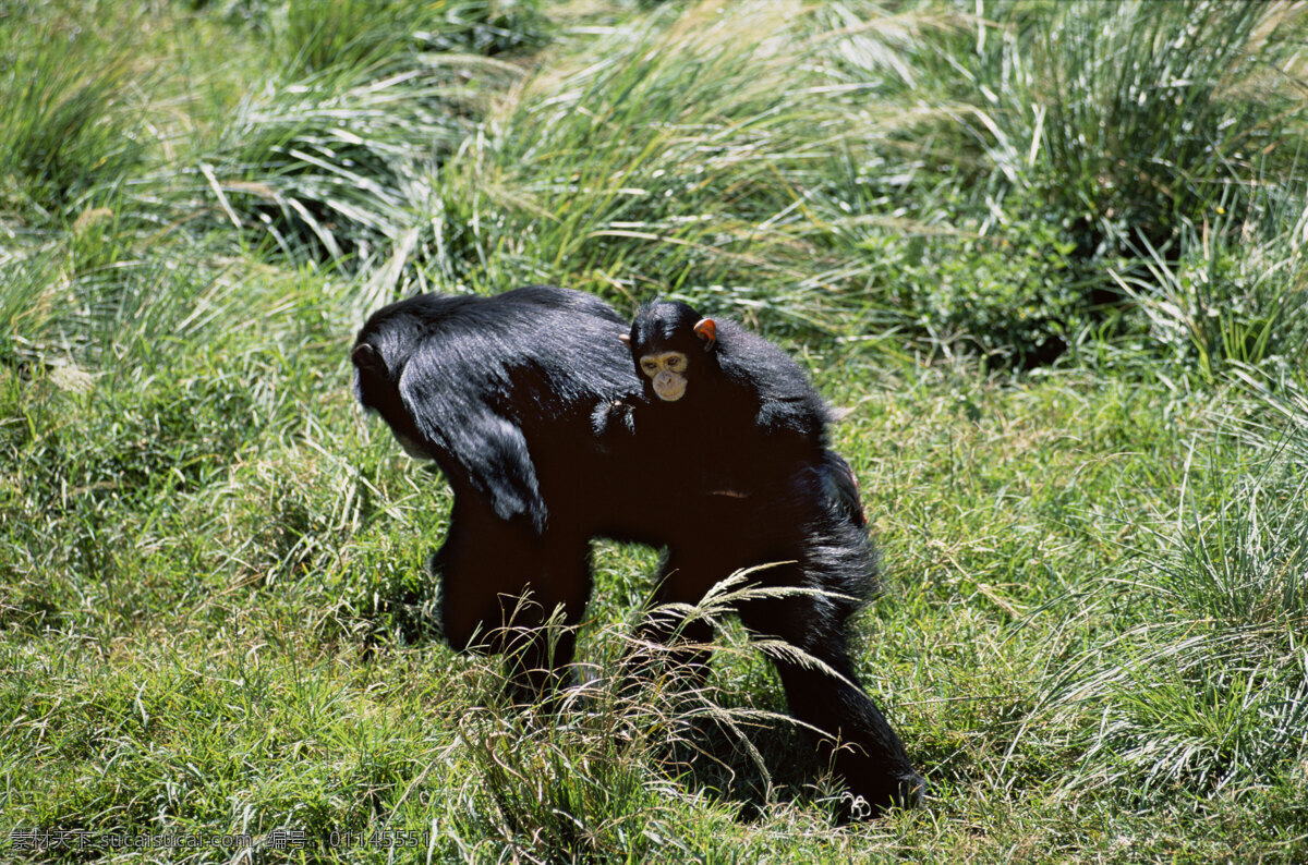 深山 野林 里 猩猩 非洲野生动物 动物世界 动物 jpg图片 非洲 野生动物 生物世界 摄影图片 猴子 脯乳动物 猴子高清图片 猴子写真 森林 深山野林 陆地动物 黑色