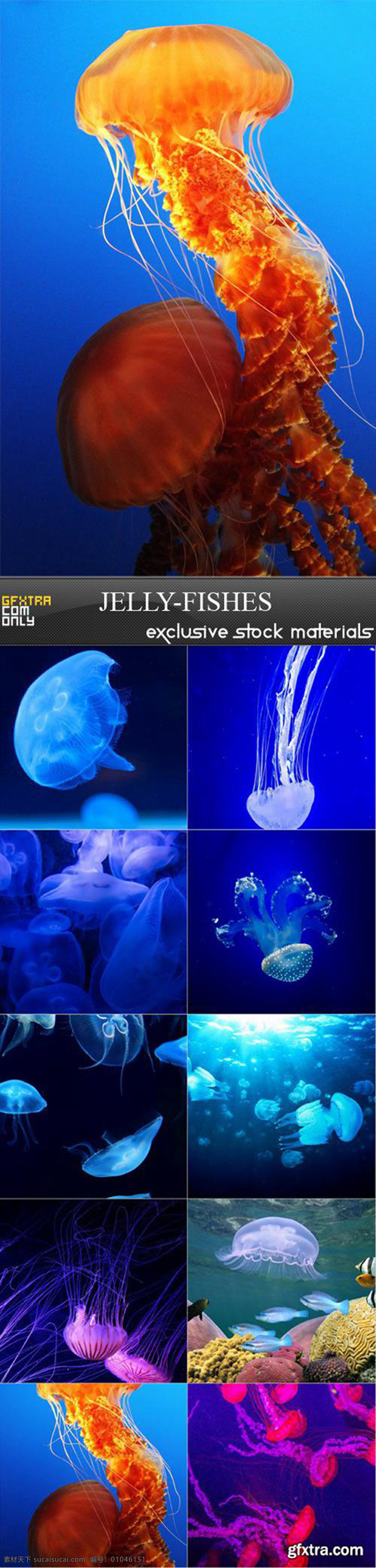 美丽的水母 海洋 生物 美丽 水母 蓝色