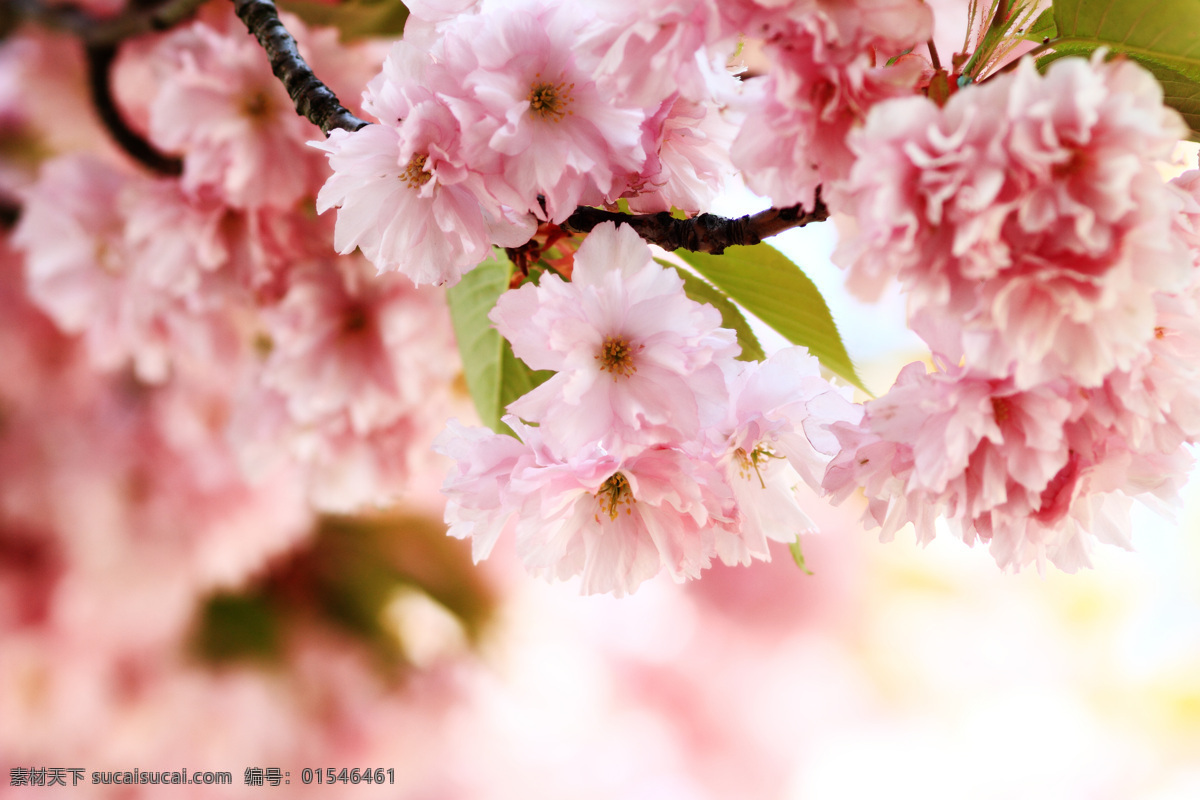 鲜艳 桃花 绿叶 花卉 花草树木 生物世界