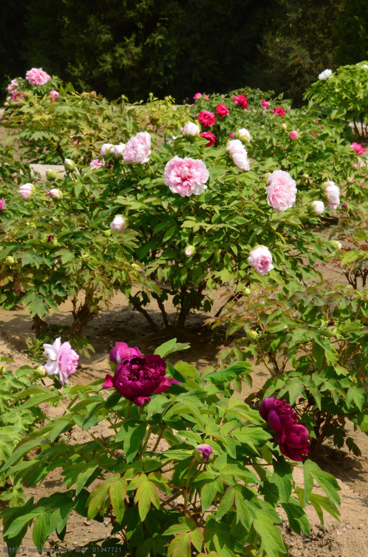 牡丹花 牡丹 观赏花卉 鼠姑 木芍药 百雨金 洛阳花 花朵 花瓣 花蕊 花卉 花儿 花草 植物 园林绿化 绿化景观 芍药牡丹 生物世界