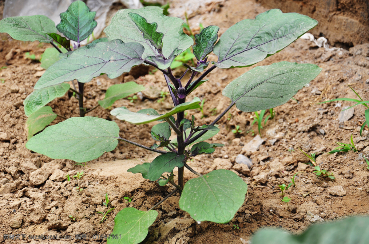 茄子 棵 生物 生物世界 蔬菜 植物 茄子棵 茄子苗 茄子花 茄子树 生长植物 蔬菜摄影 风景 生活 旅游餐饮