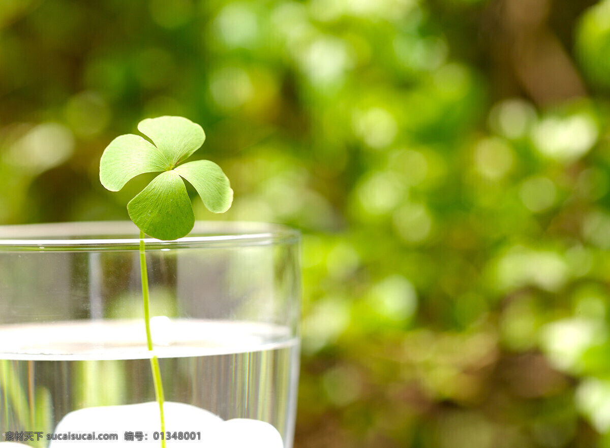 四 叶 草 杯子 花草 绿色 生物世界 四叶草 自然