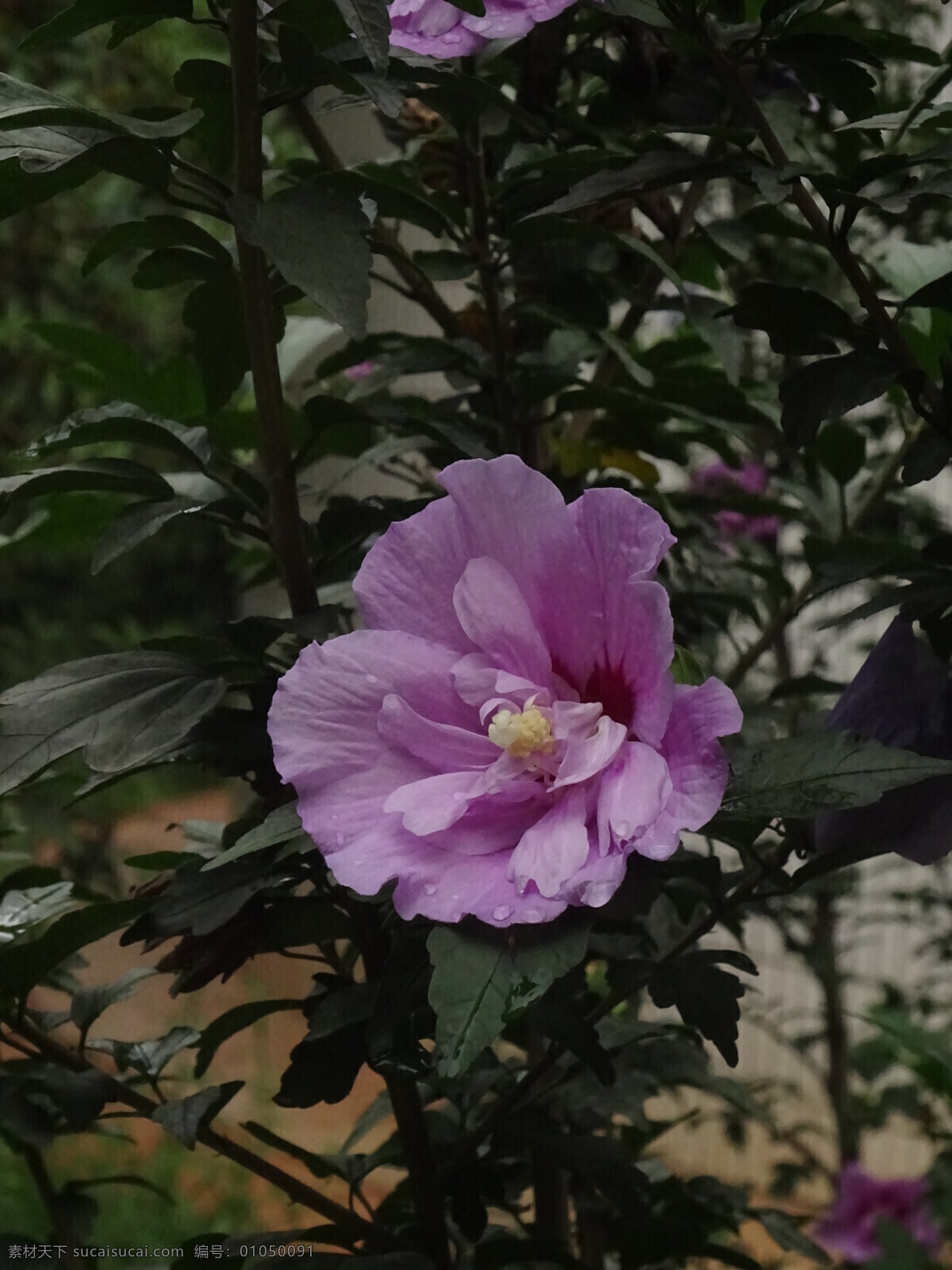 木槿花 木槿 无穷花 花卉 花儿 花草 植物 园林绿化 绿化景观 装饰画 生物世界