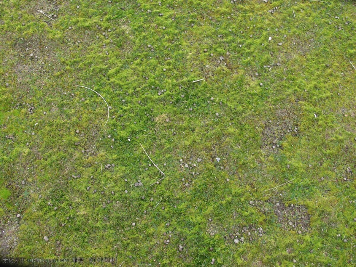 精美草坪贴图 草地背景 足球场 绿荫 青绿 鲜亮 花草 生物世界