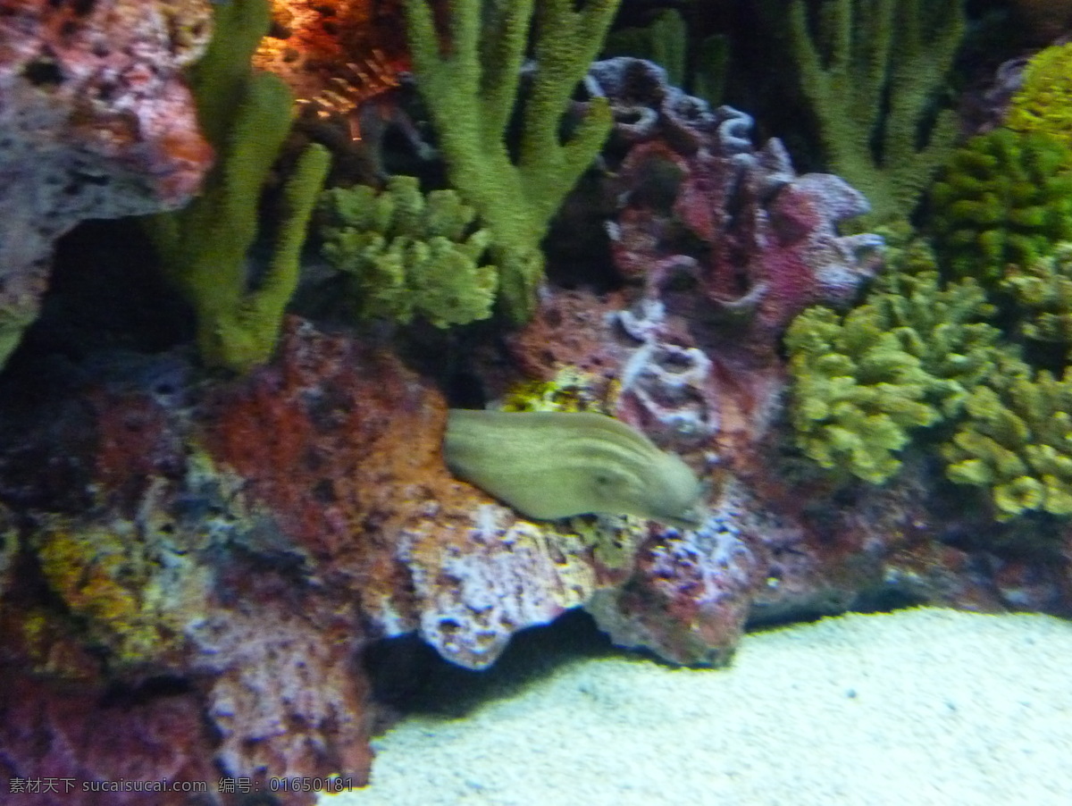 海底 世界 海底世界 水族馆 珊瑚礁 风景 生活 旅游餐饮