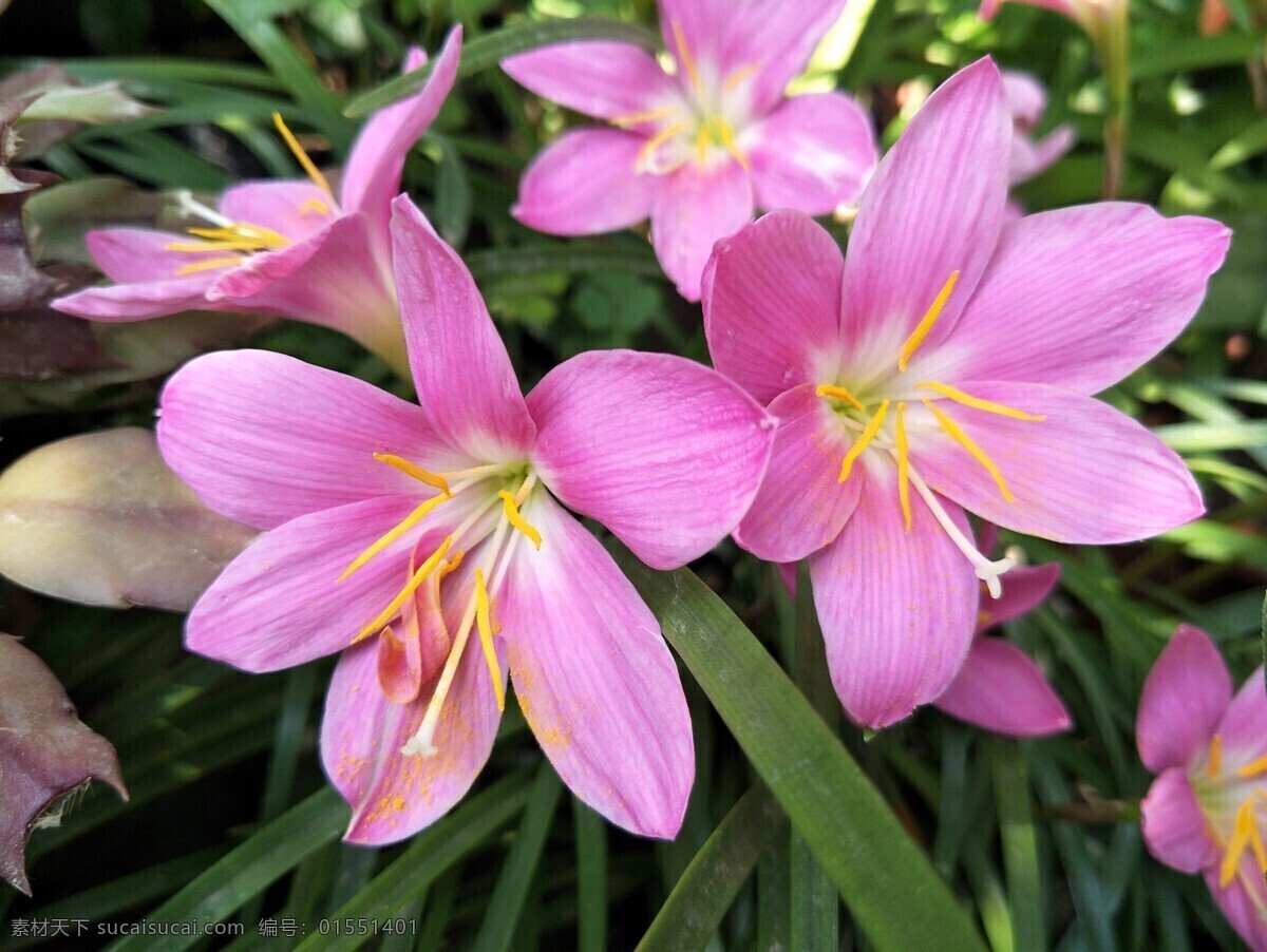 韭兰花 兰花 粉色 花朵 花卉 花瓣 盛开 鲜花 开放 生物世界 花草