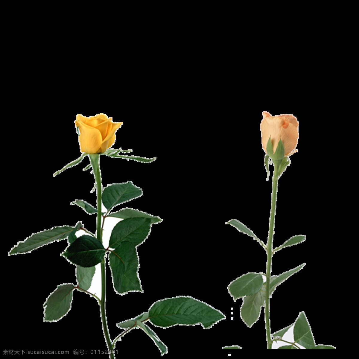 玫瑰花素材 花朵 唯美 清新 高清