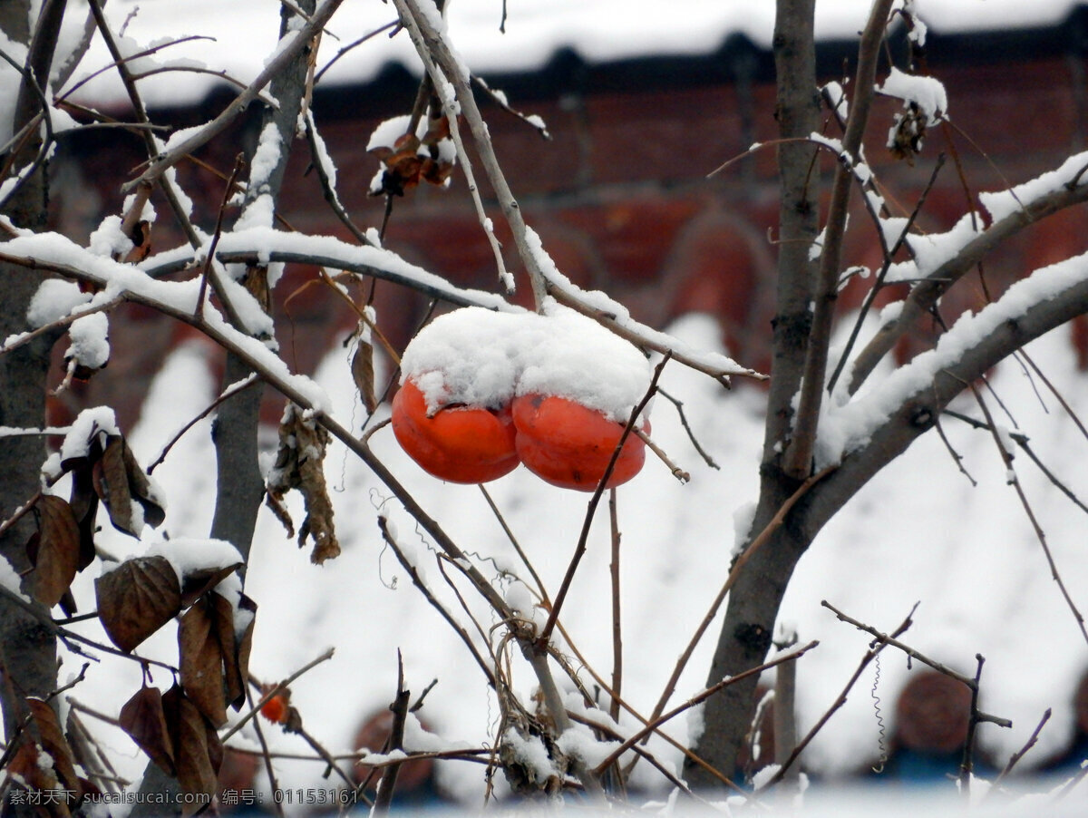 冬天柿子 柿子 冬天 柿子树 红色 白雪 水果 成熟 生物世界