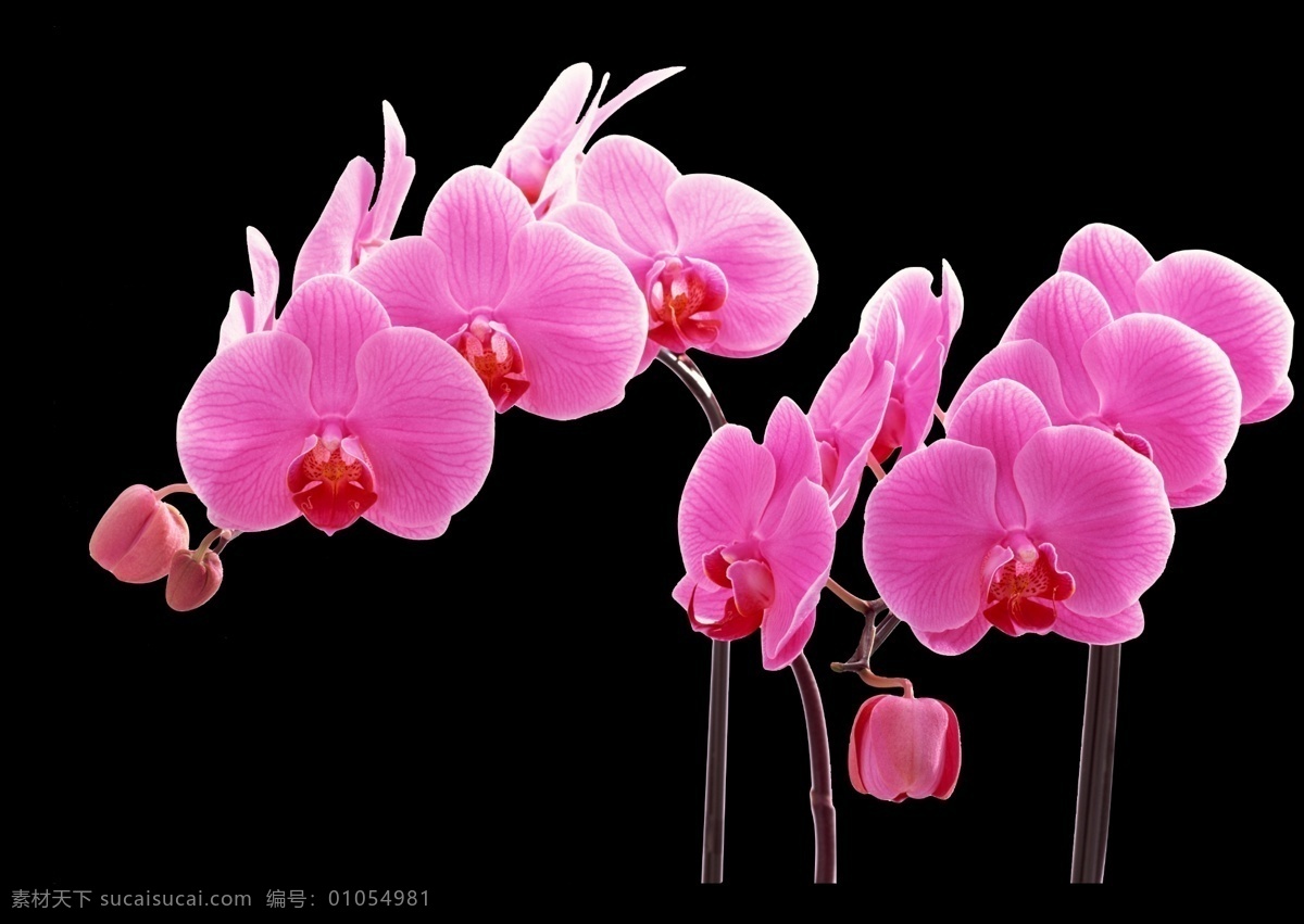 蝴蝶兰 花朵 鲜花 粉红 ps图片 分层 源文件