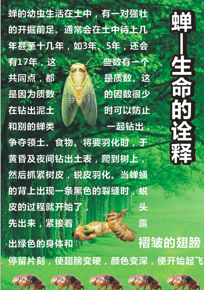蝉生命的诠释 文字 蝉 绿色 树 生命 诠释 知了 广告设计宣传