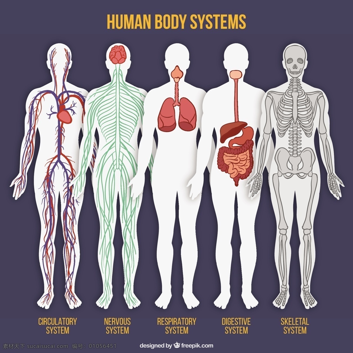 人体系统采集 心 脑 人 人体 骨骼 系统 胃 部位 大 集 肝 体 小 肠 脉 消化 神经 动脉 呼吸 白色