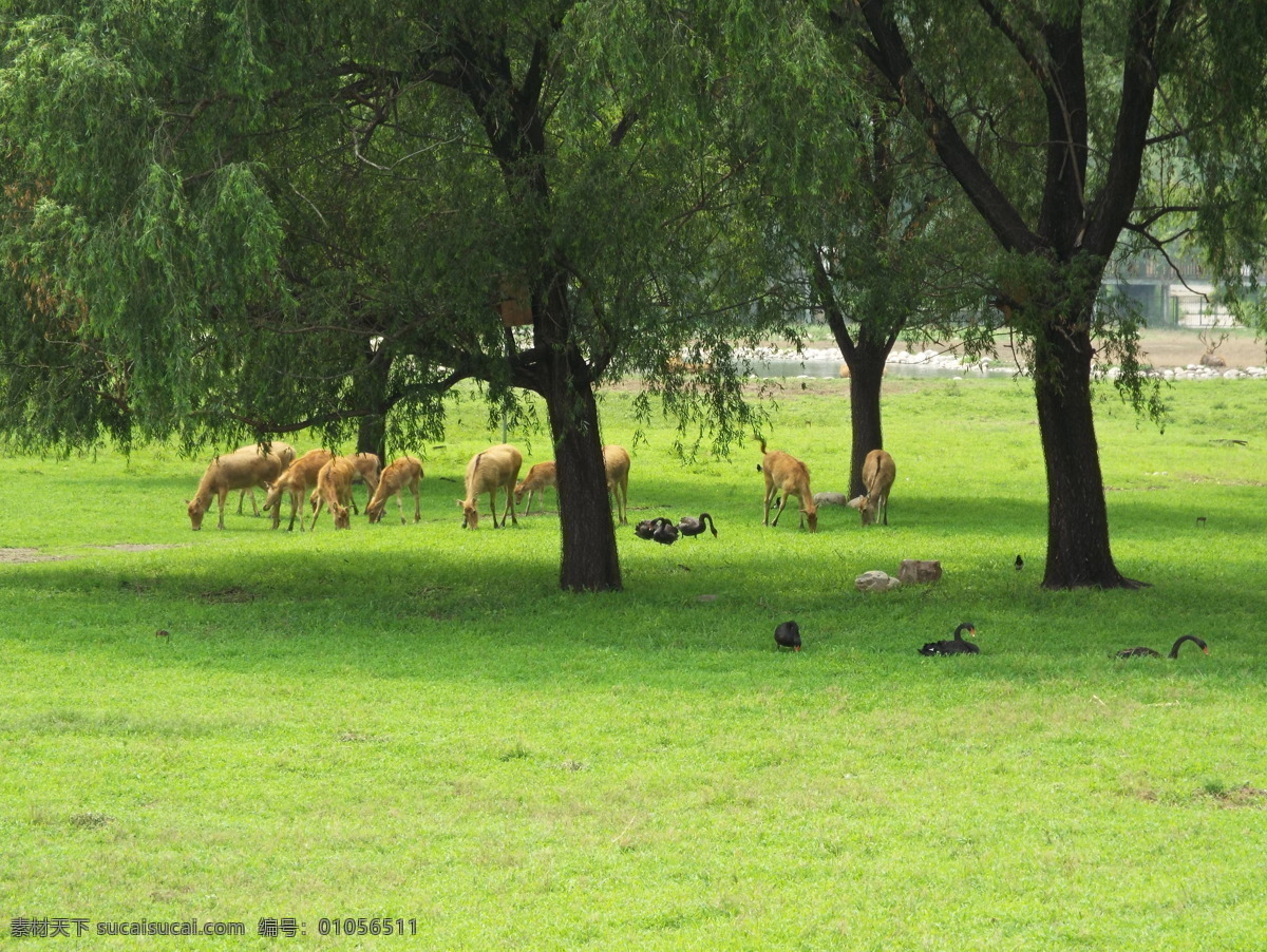麋鹿与黑天鹅 麋鹿 黑天鹅 绿荫 麋鹿苑 草地 生物世界 野生动物 绿色