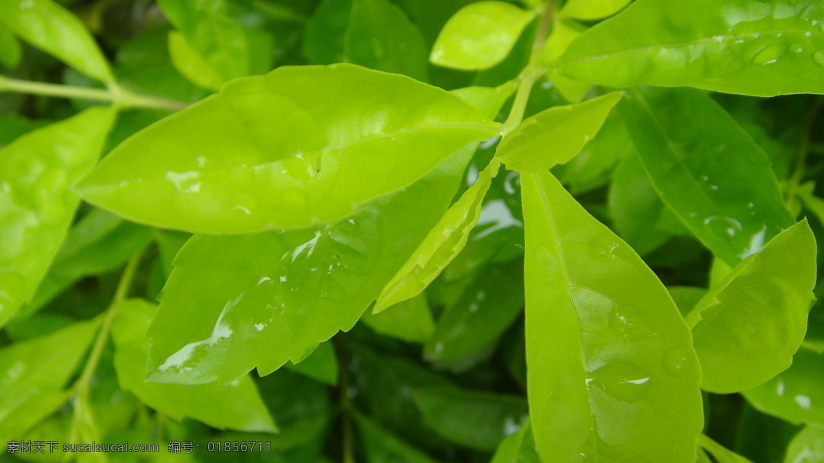 花草 露水 绿色 绿叶 绿叶背景 生物世界 树木树叶 树叶 水珠 树叶水珠 水滴 植物 植被 花草主题 花草高清图片 psd源文件