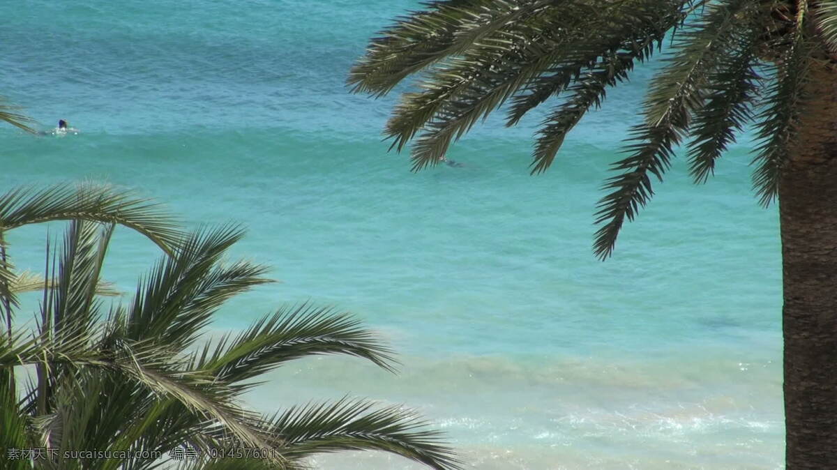 蓝色 海洋 冲浪 棕榈树 股票 视频 框架 放松 飞溅 国际 国外 海滩 欧洲 树 西班牙 水 波 崩溃 湾 棕榈 树叶 其他视频