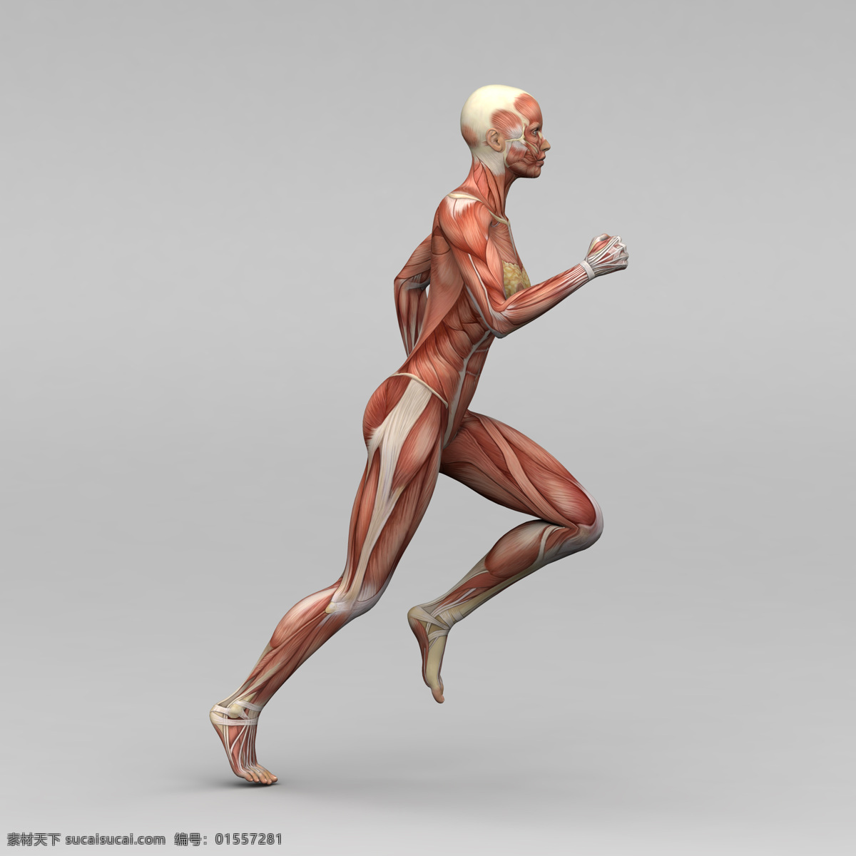 跑步 女人 人体 肌肉 组织 素描画 女性 人体肌肉器官 肌肉结构 人体解剖学 人体器官 人体器官图 人物图片